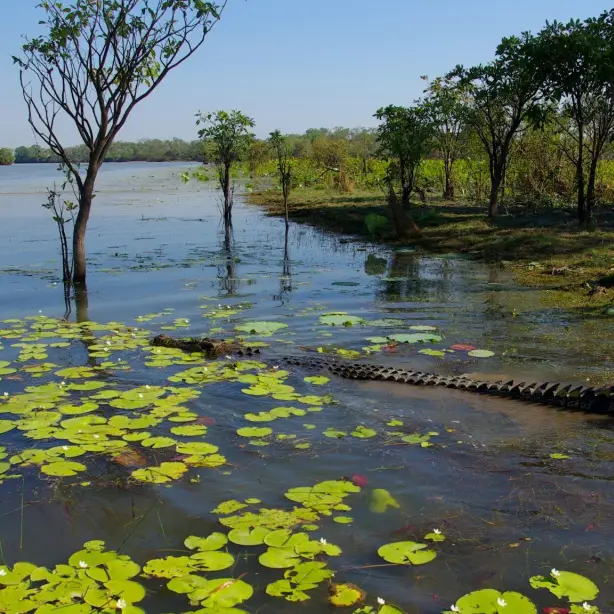 aus kakadu national park crocodile