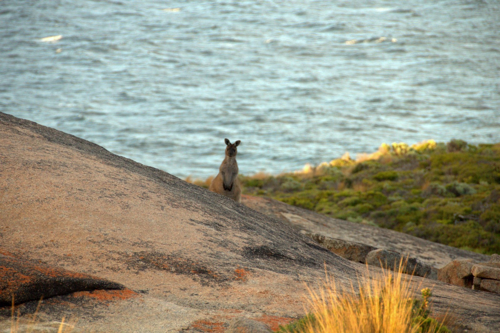 Kangaroo Island Remarkable Rocks Kangaroo