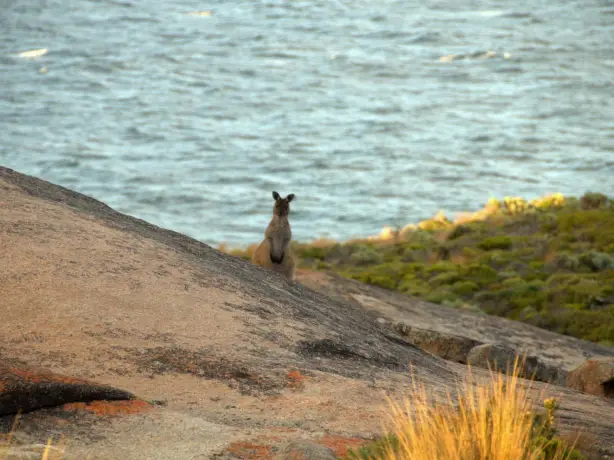Kangaroo Island Remarkable Rocks Kangaroo