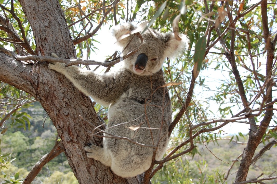 Australien Koala