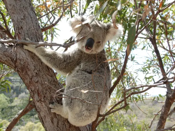 Australien Koala
