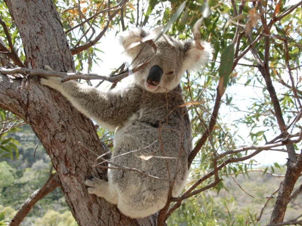 Australien Koala