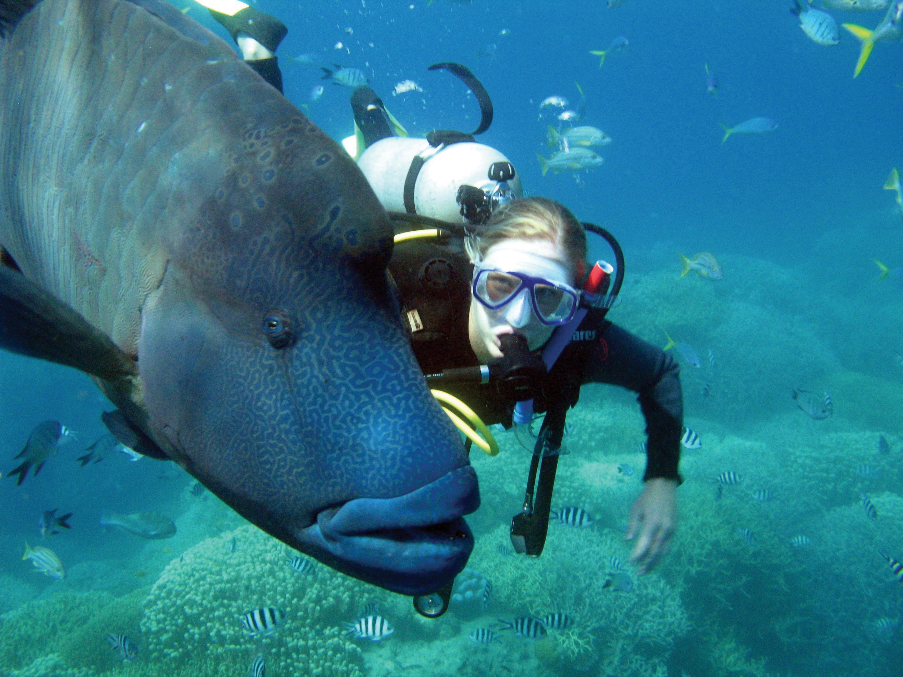 aus whitsunday dive solo fish