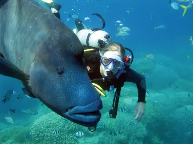 aus whitsunday dive solo fish