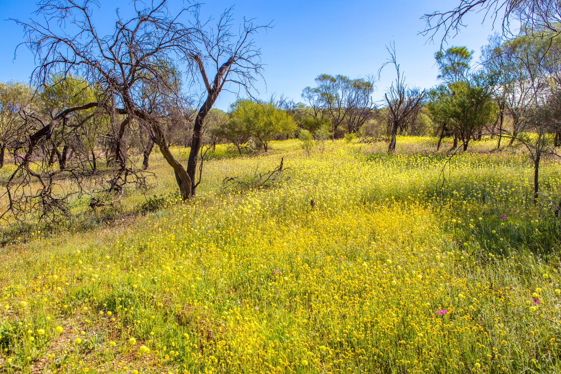 aus western australia wildflowers