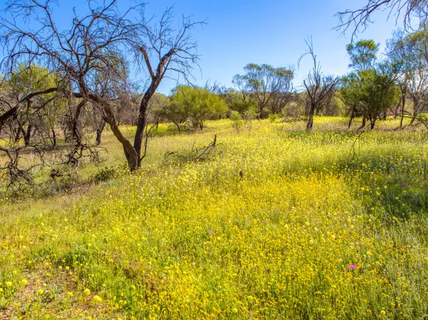 aus western australia wildflowers