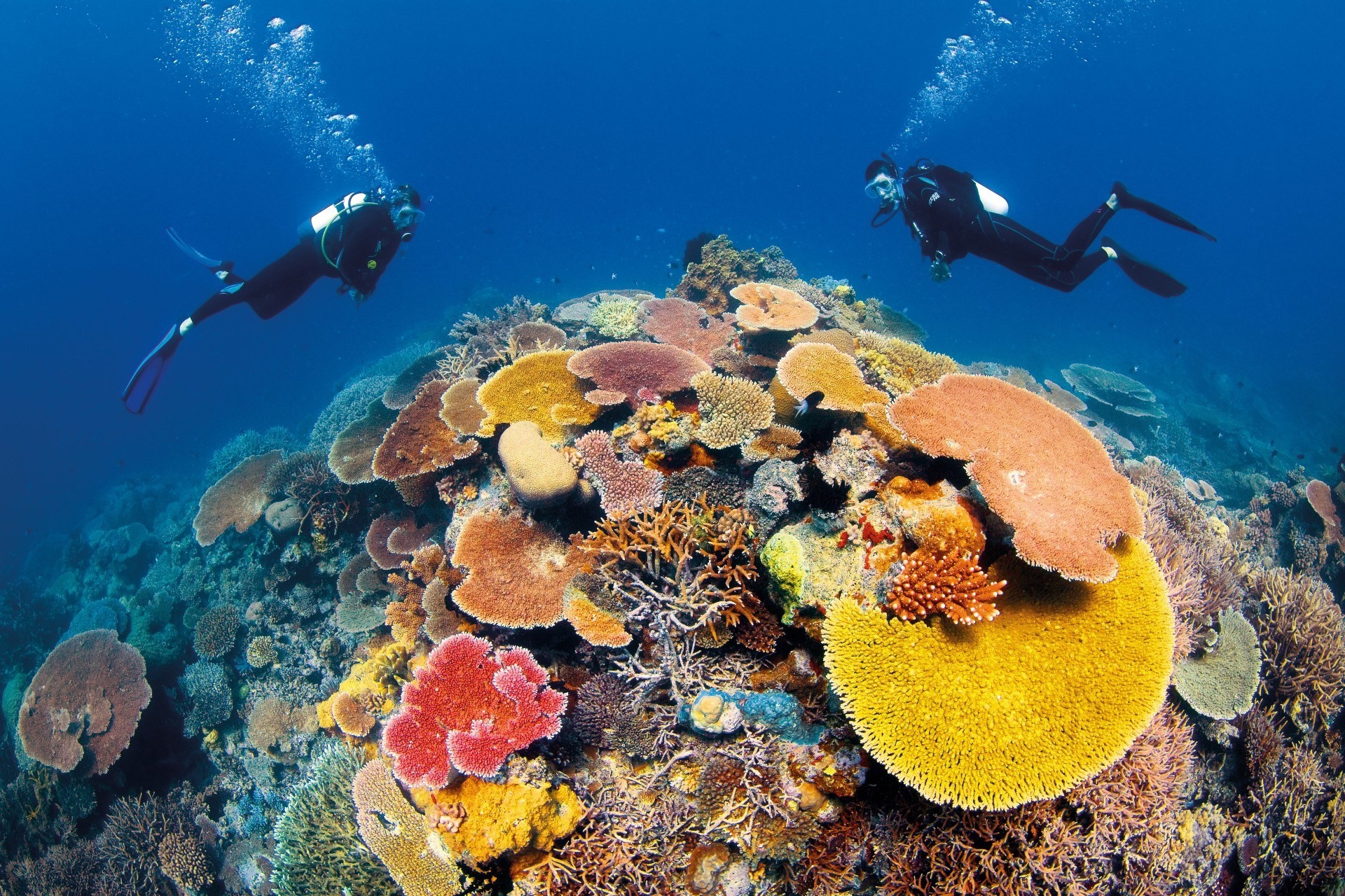 aus dive great barrier reef tropical north queensland cairns