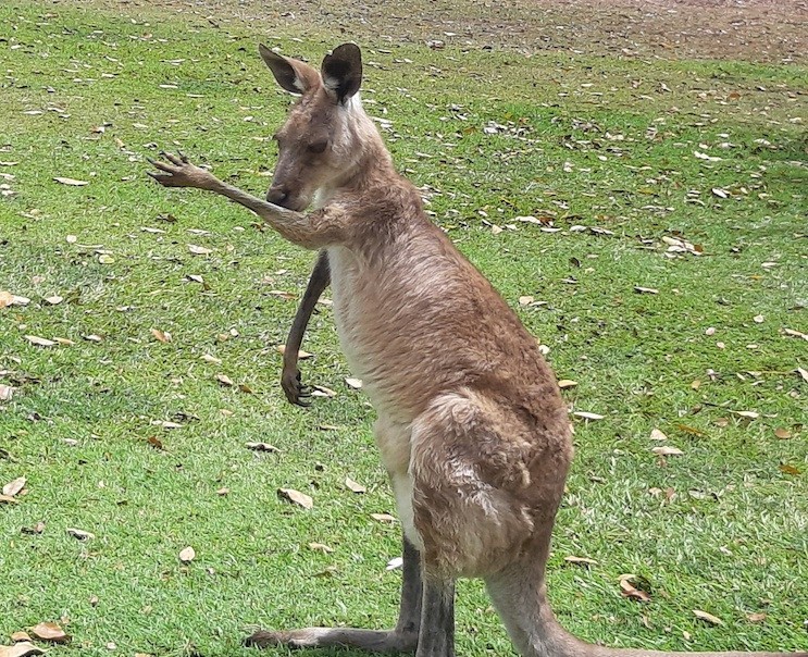 Australien kundenerfahrung christian merlinda kanguru