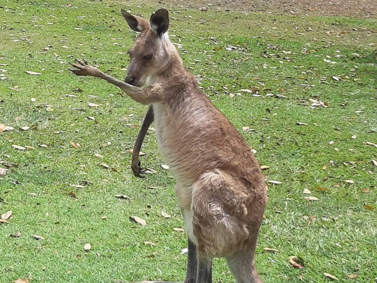 Australien kundenerfahrung christian merlinda kanguru