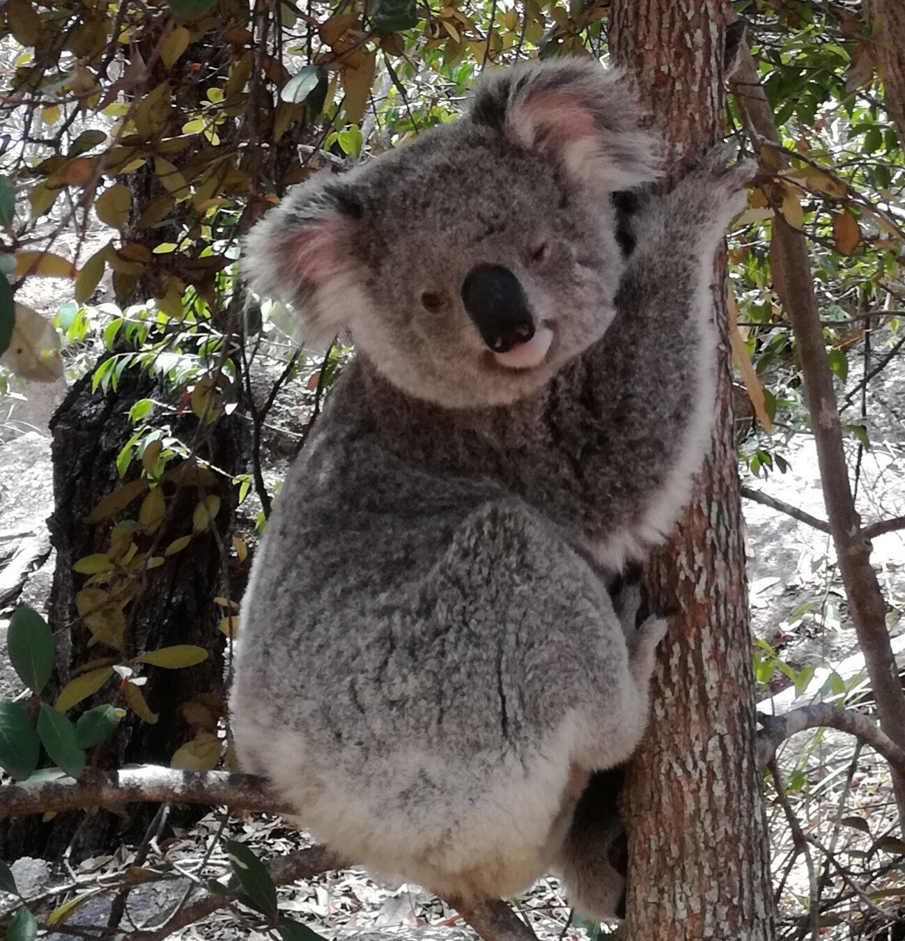 Australien kundenfeedback nowak koala