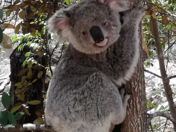 Australien kundenfeedback nowak koala