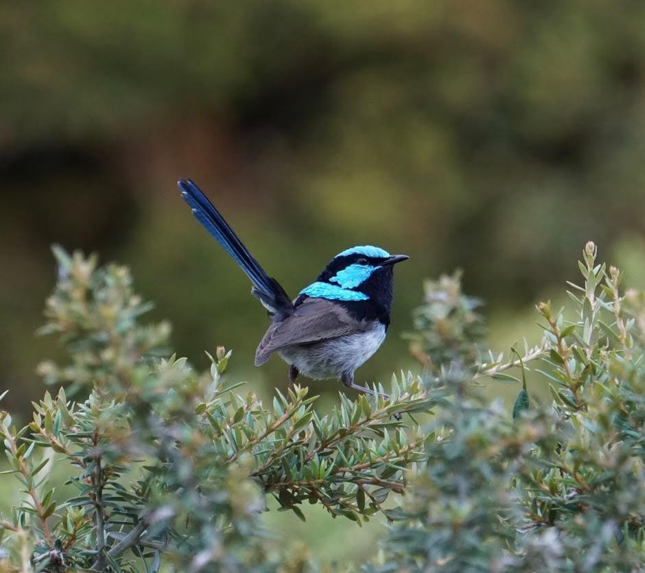 Australien kunderfahrung pfeil natur vogel