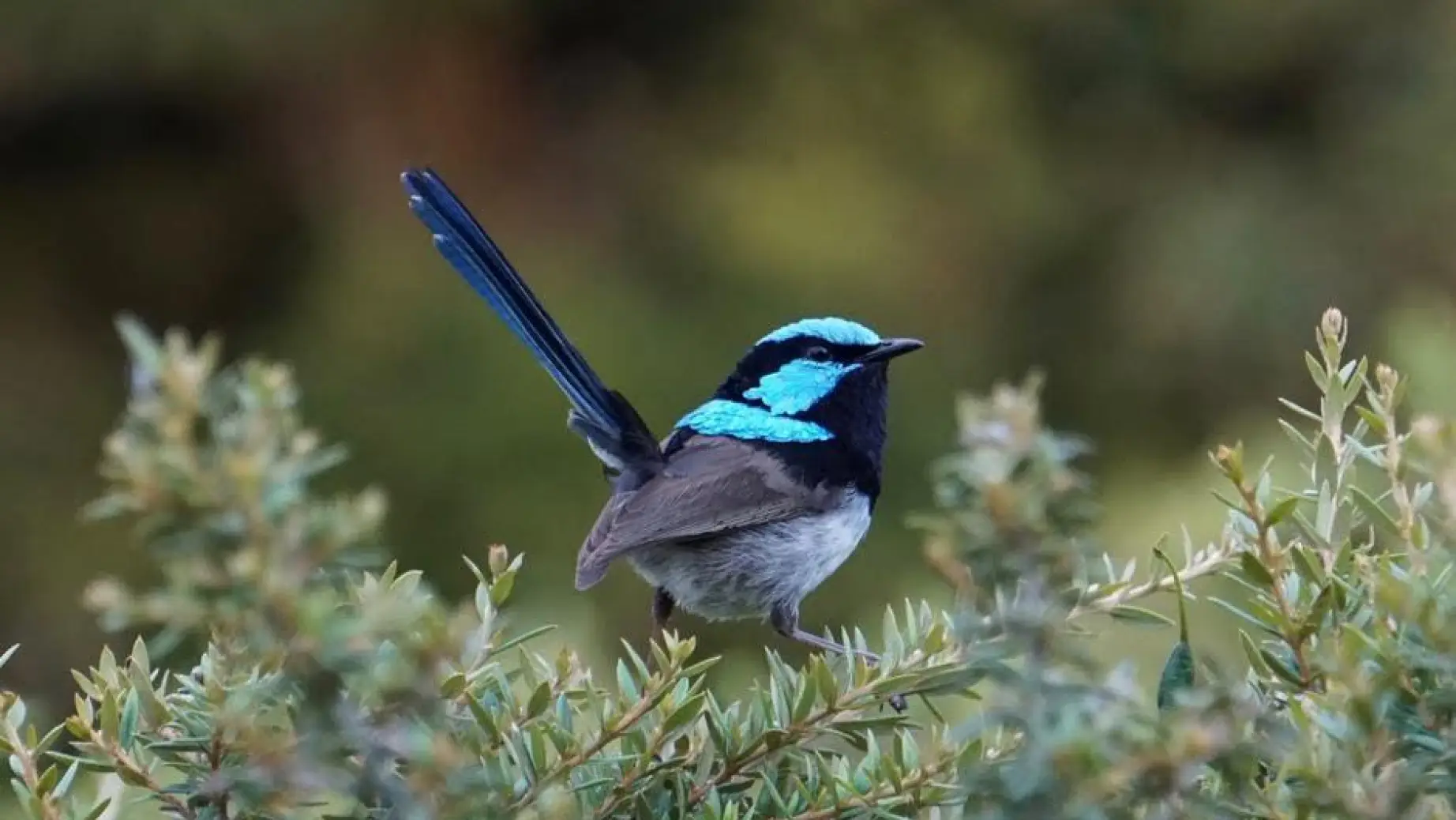 Australien kunderfahrung pfeil natur vogel