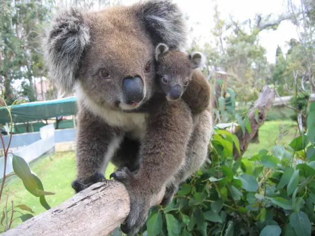 aus koala adelaide