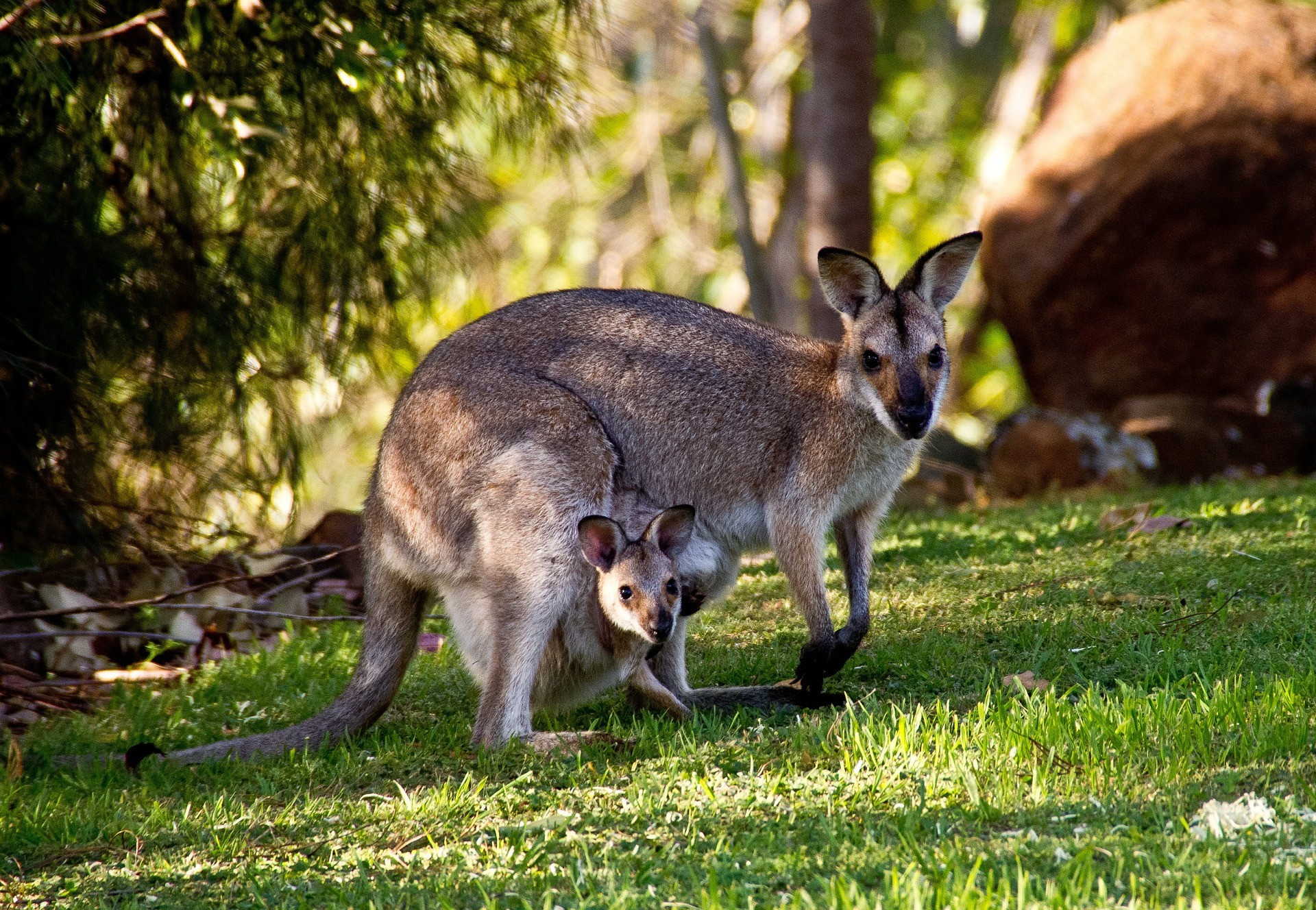 Wallabies g5c7a84656 1920