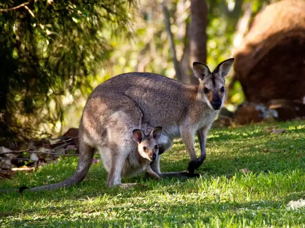 Wallabies g5c7a84656 1920