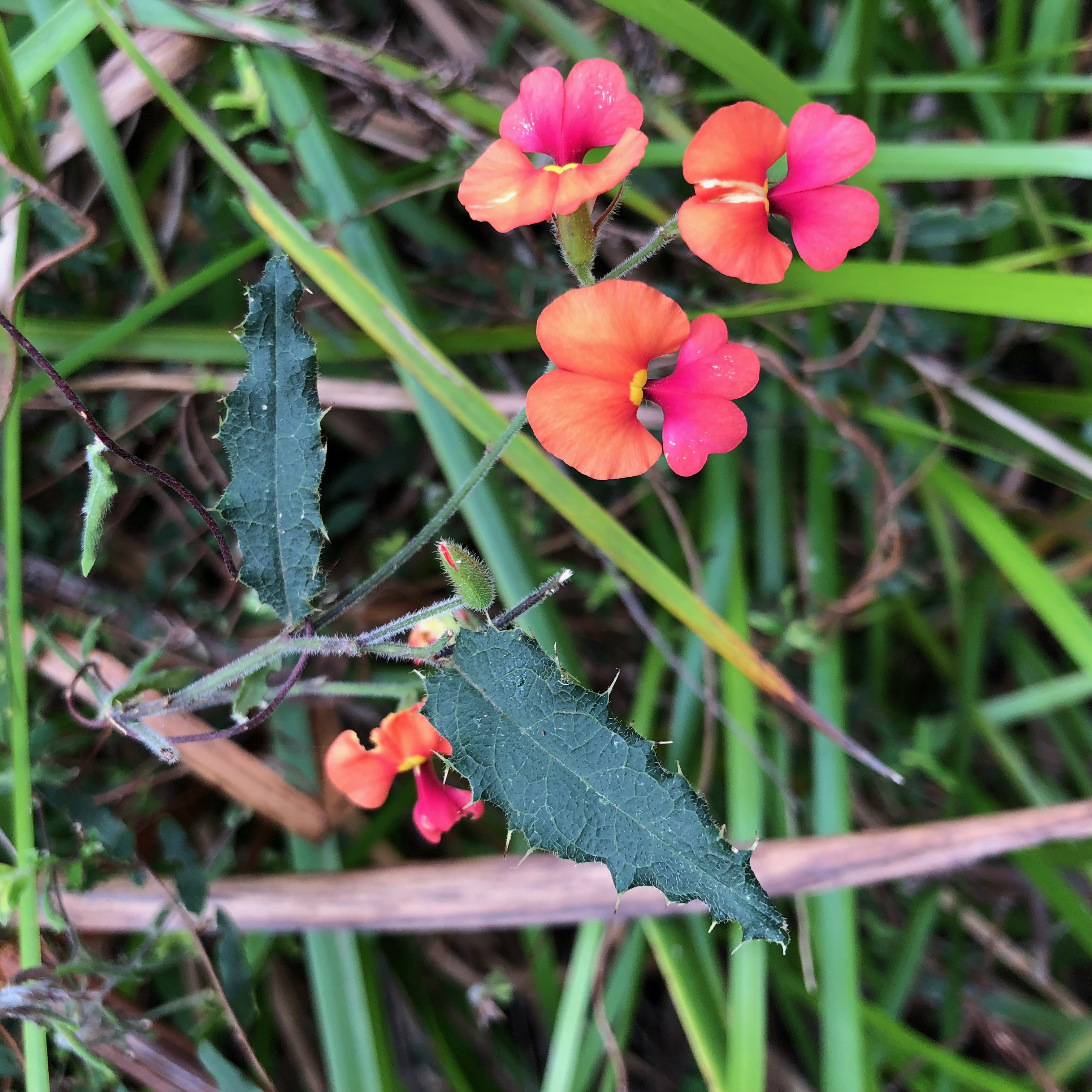 AUS - WA Wildflowers