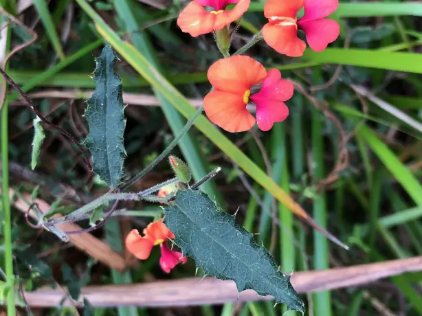 AUS - WA Wildflowers