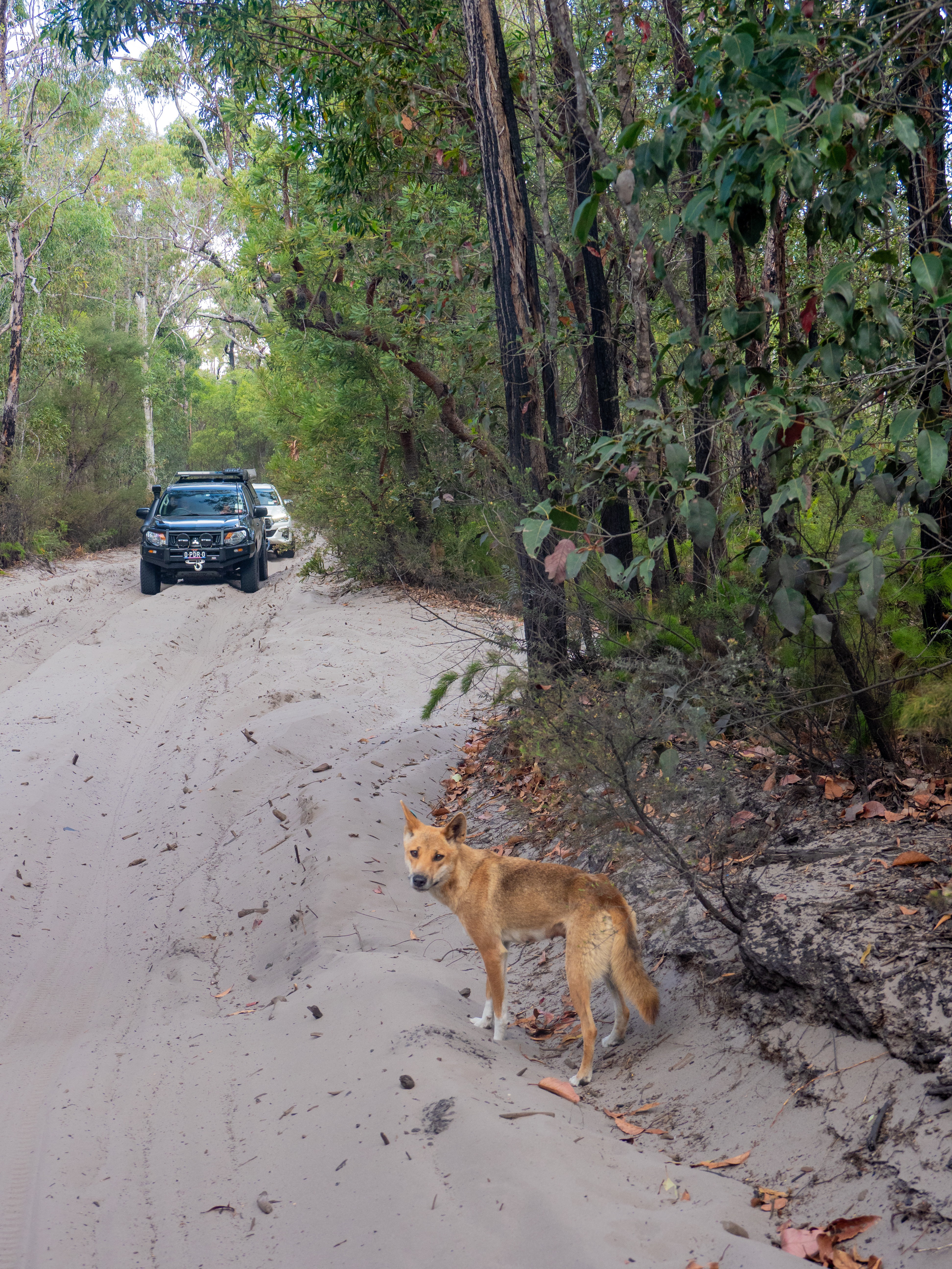Au fraser island dingo cars personal detailed page partner cars medium