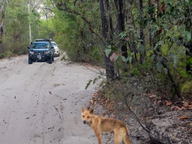 Au fraser island dingo cars personal detailed page partner cars medium