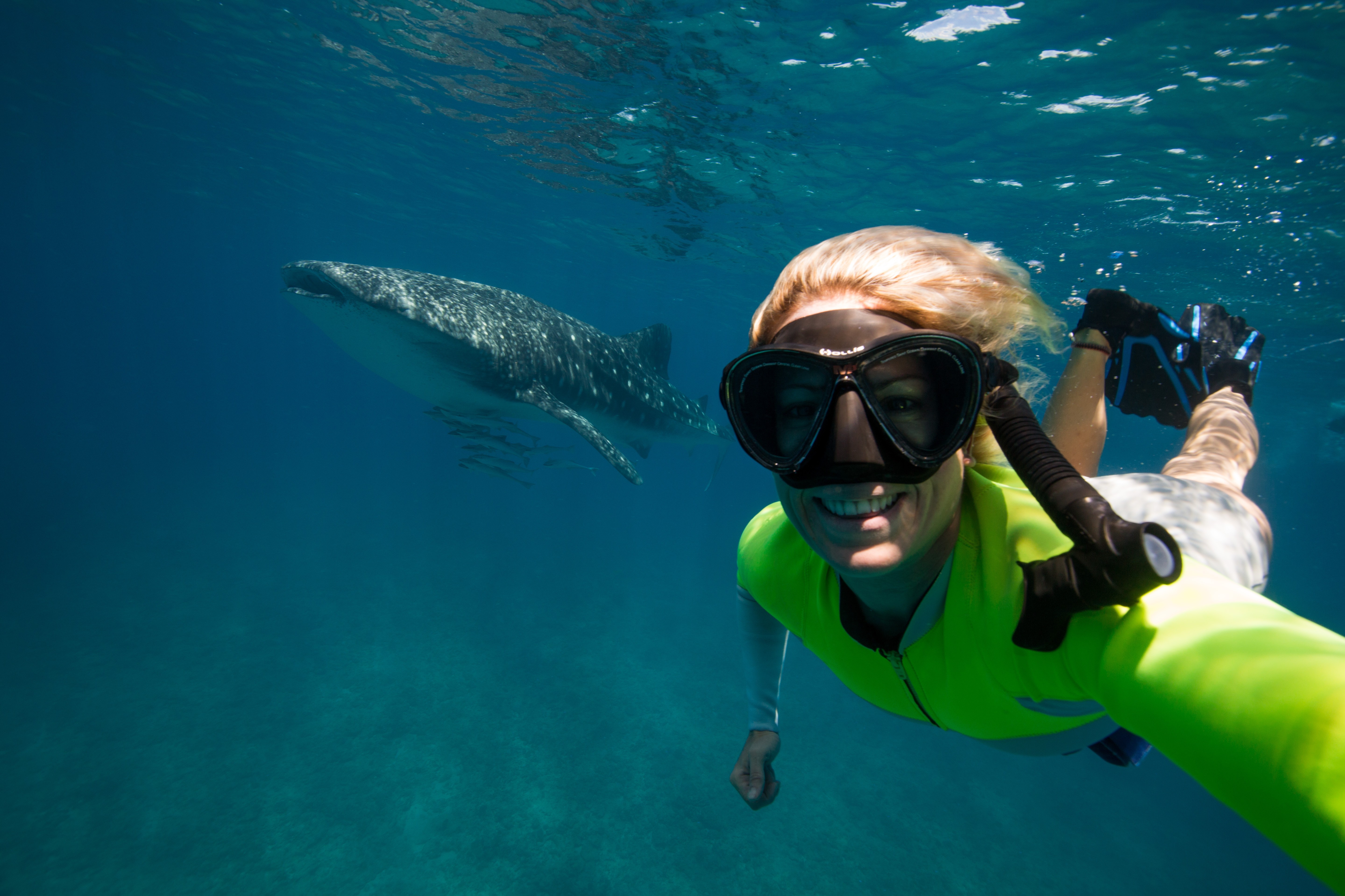 AUS - couples - whale shark