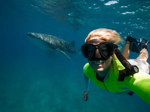 AUS - couples - whale shark