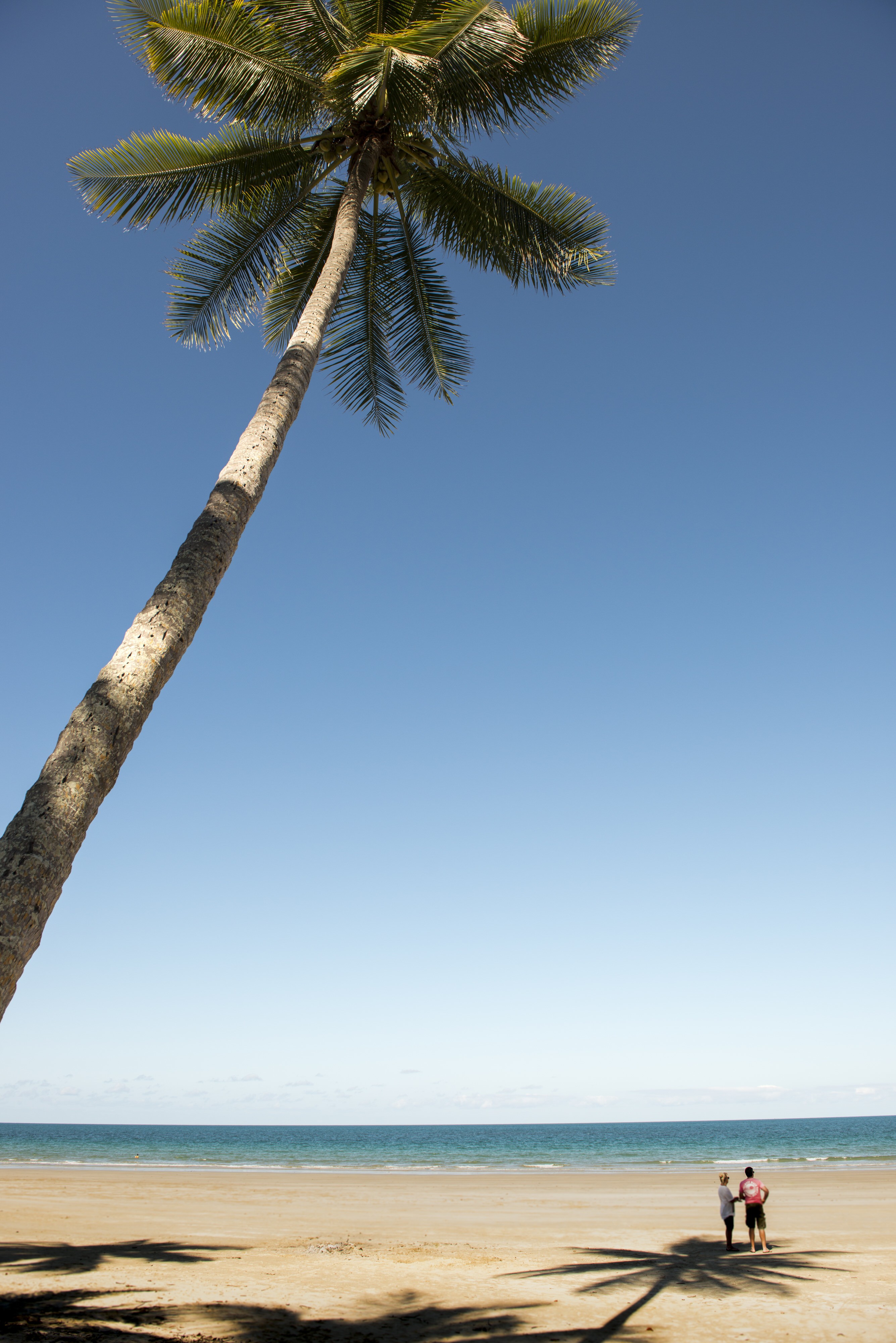 Au mission beach palm tree personoal detailed page partner best travel time