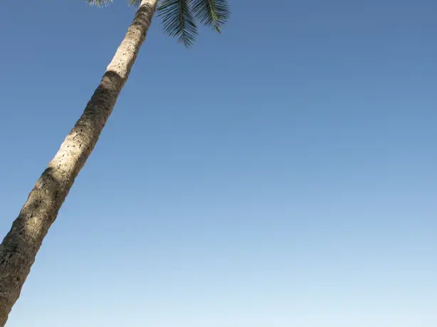 Au mission beach palm tree personoal detailed page partner best travel time