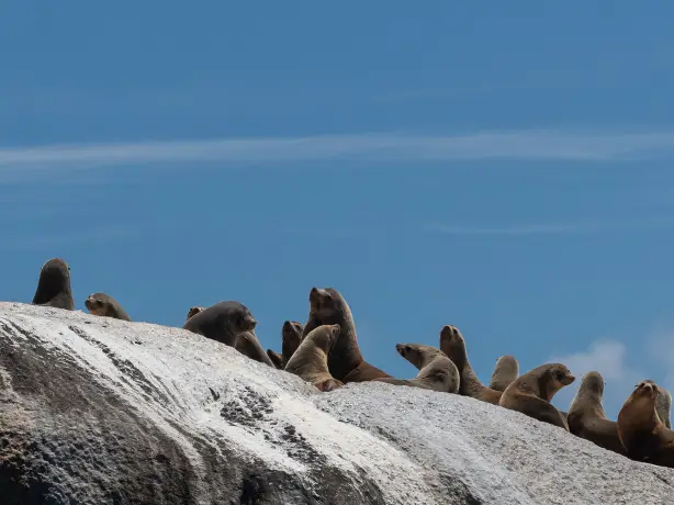 Au seals kangaroo island personal detailed page partner best travel time