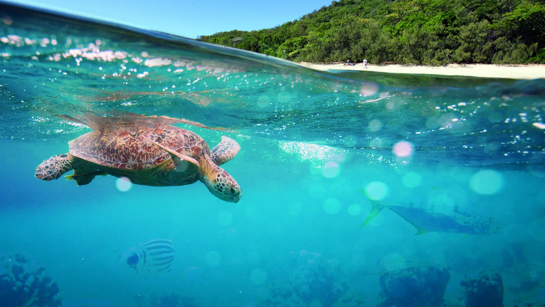Eine Schildkröte schwimmt unter der Wasseroberfläche, während Menschen sich an einem weißen Sandstrand in Queensland, Australien, entspannen.