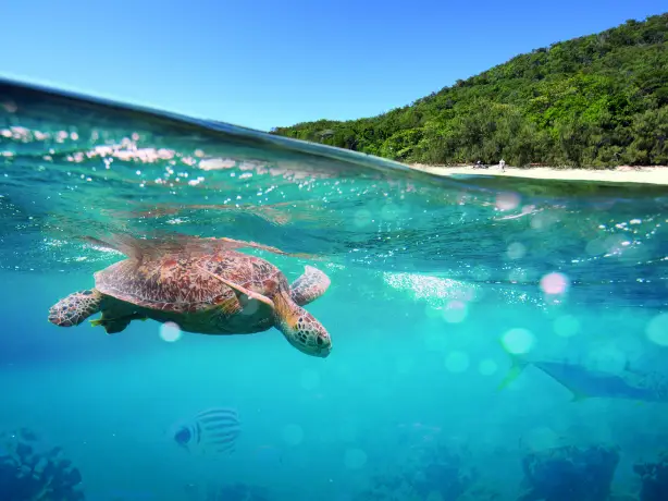 Eine Schildkröte schwimmt unter der Wasseroberfläche, während Menschen sich an einem weißen Sandstrand in Queensland, Australien, entspannen.