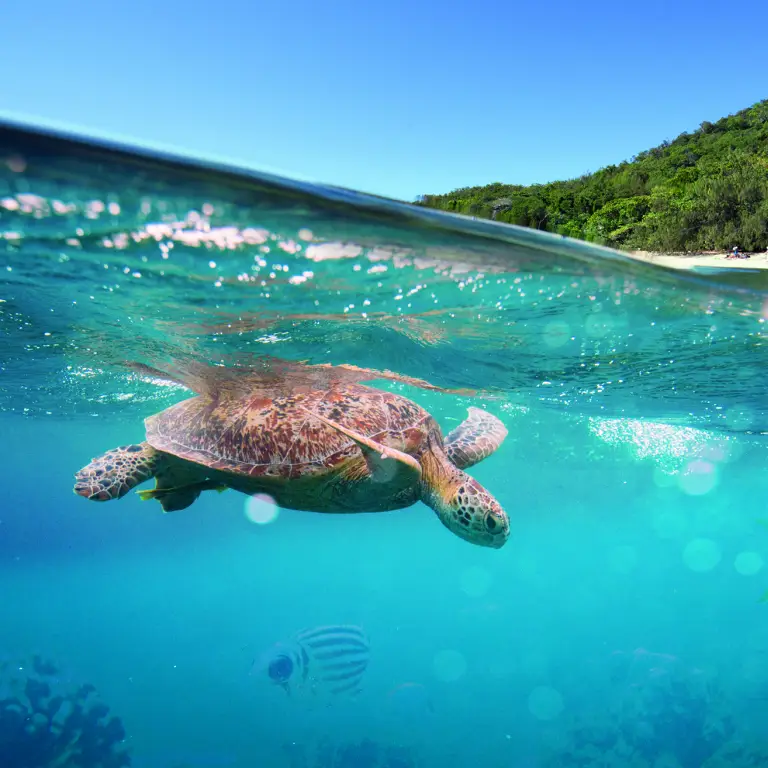 A turtle swims beneath the surface while people relax on a white sand beach in Queensland, Australia