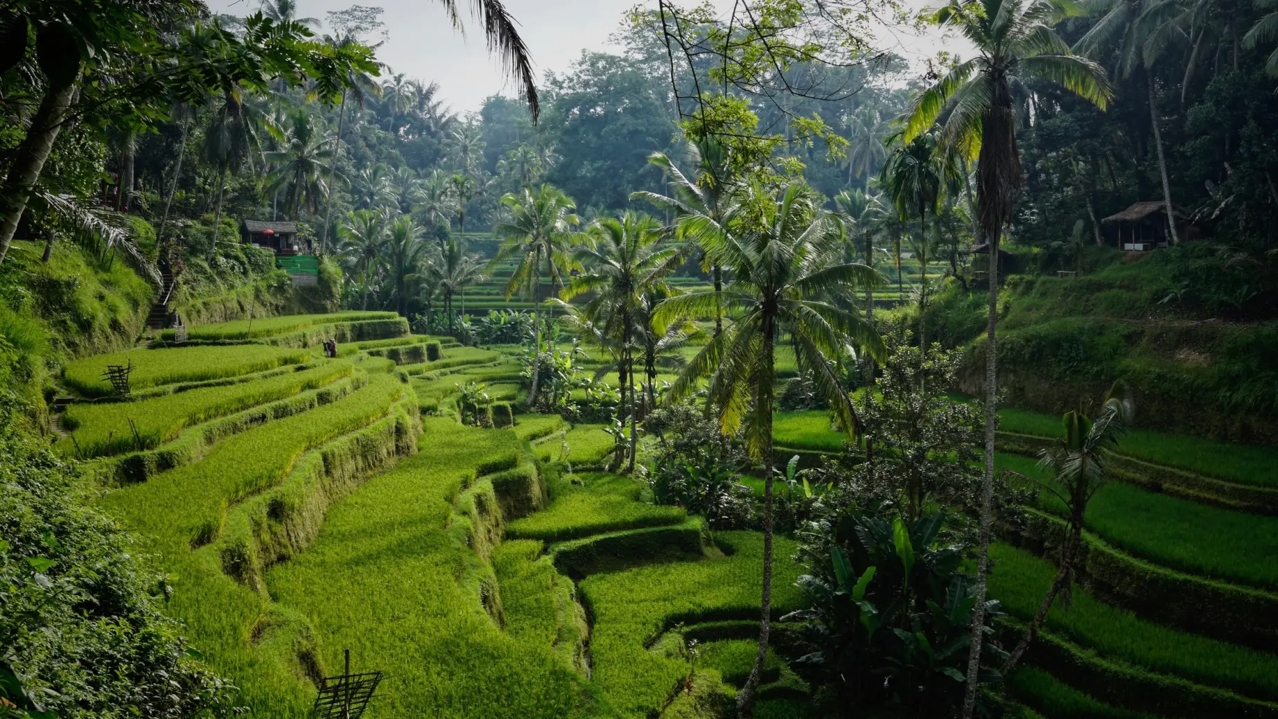 Tegallalang Gianyar Bali Indonesien niklas weiss, Bali