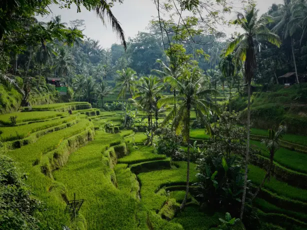 Tegallalang Gianyar Bali Indonesië niklas weiss, Bali