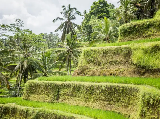 A girl in the Bali rice field, radoslaw molski