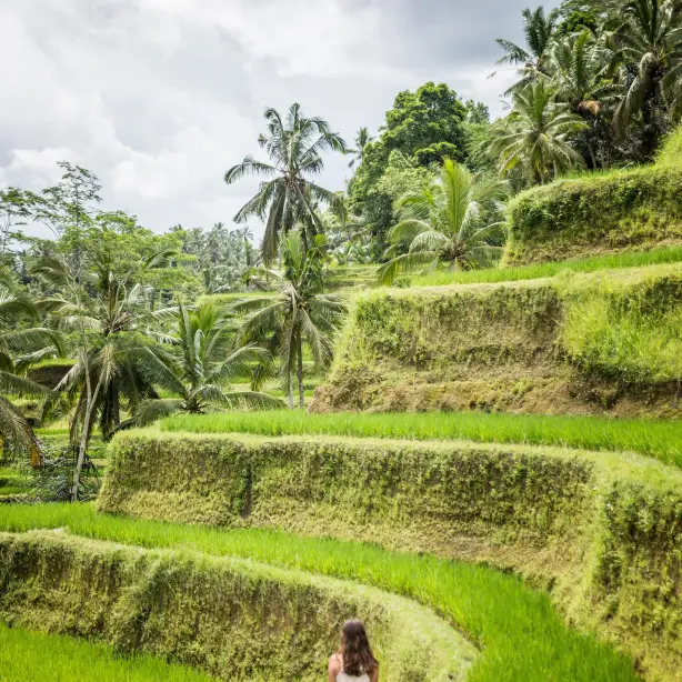Ein Mädchen im Reisfeld von Bali, Radoslaw Molski