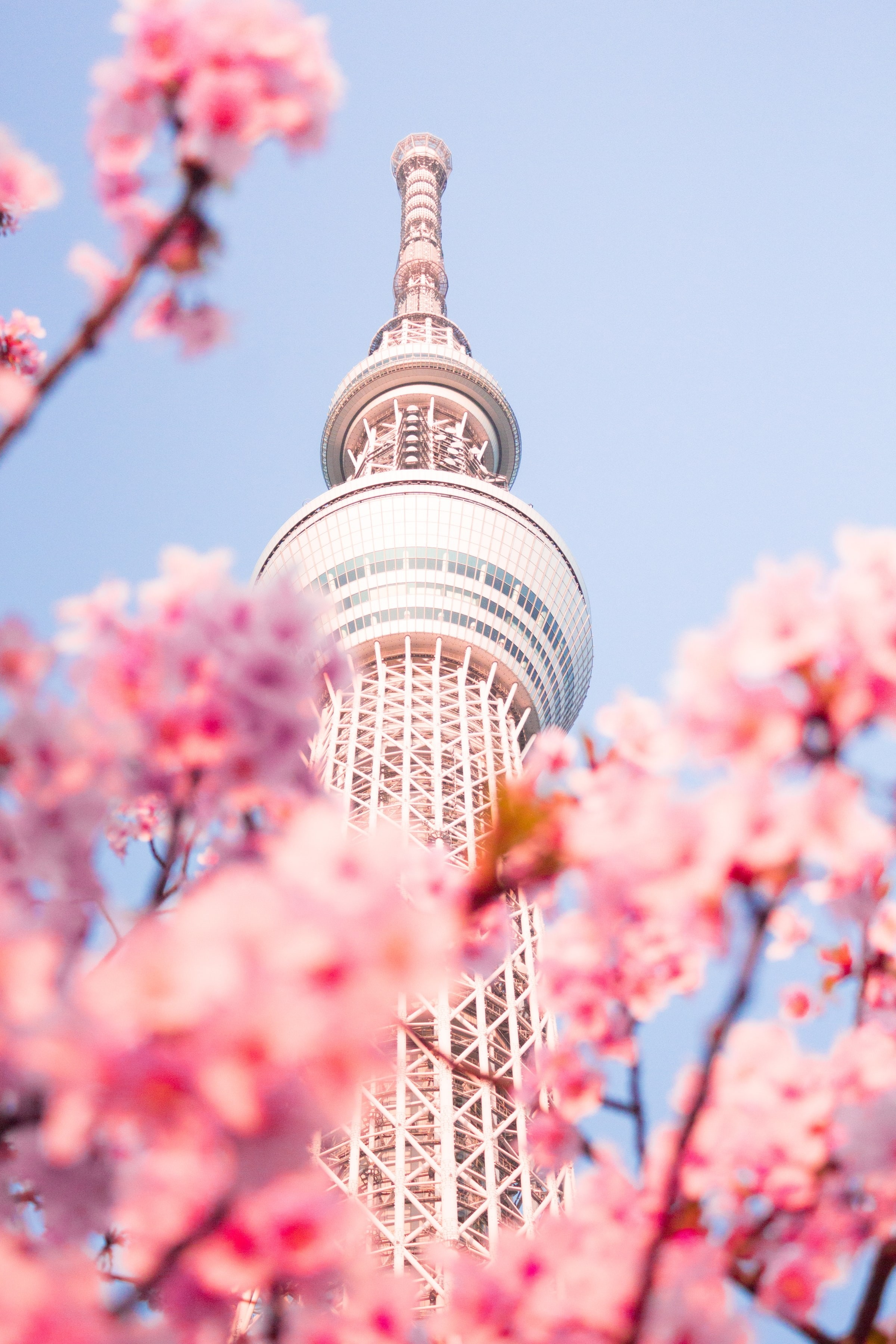 Een kersenbloesem waar met een gebouw op de achtergrond in Tokio