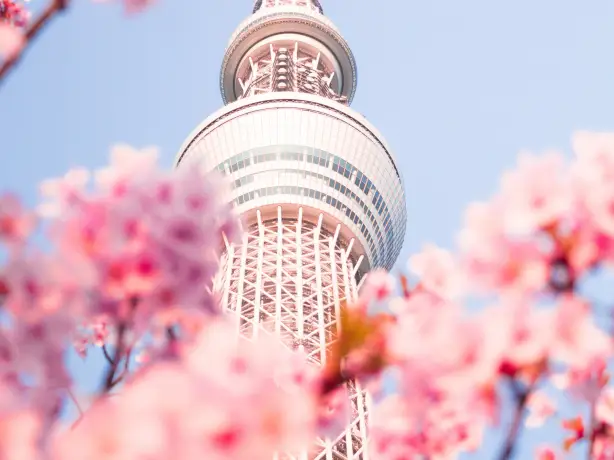Een kersenbloesem waar met een gebouw op de achtergrond in Tokio