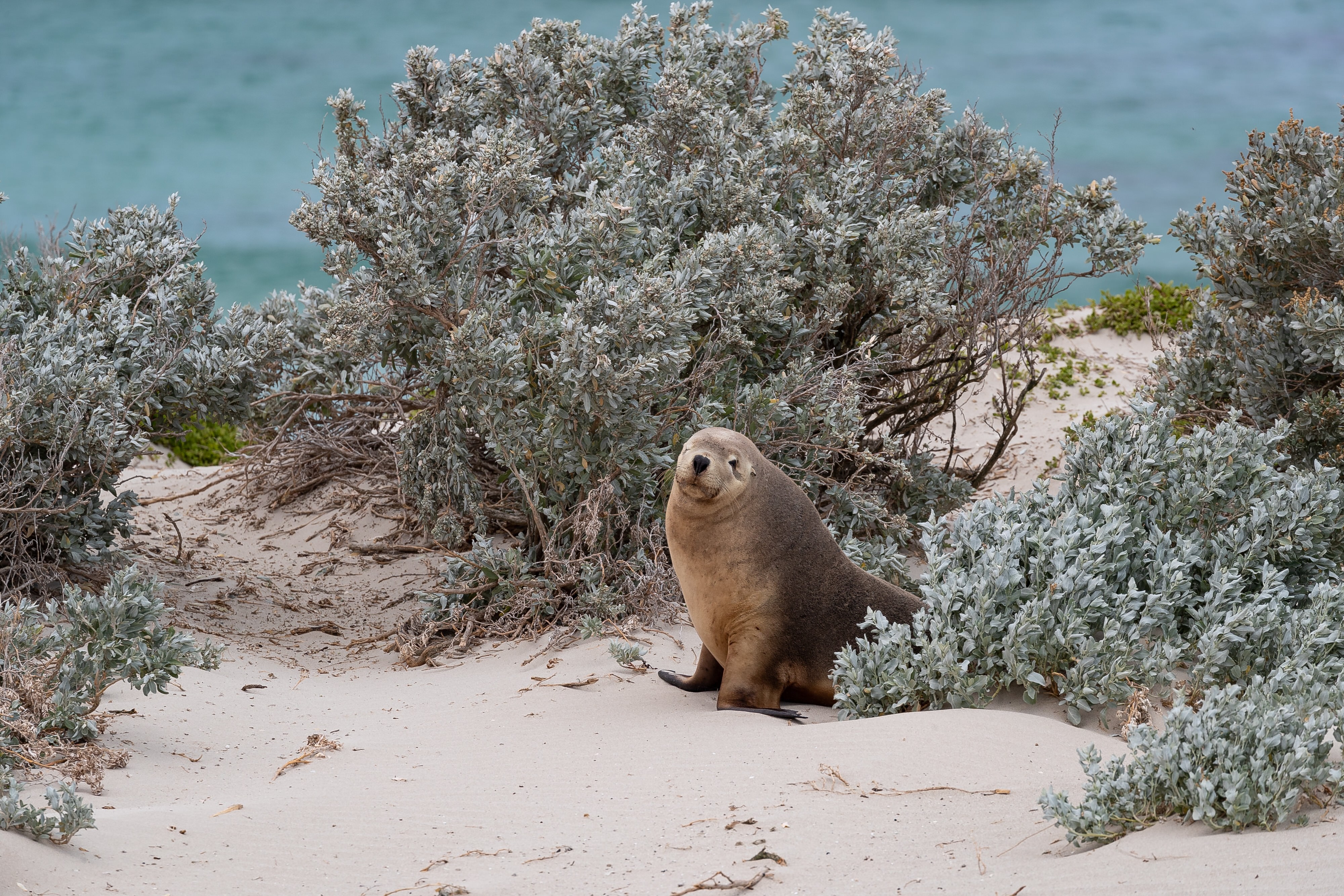 Au seal partner length of holiday header