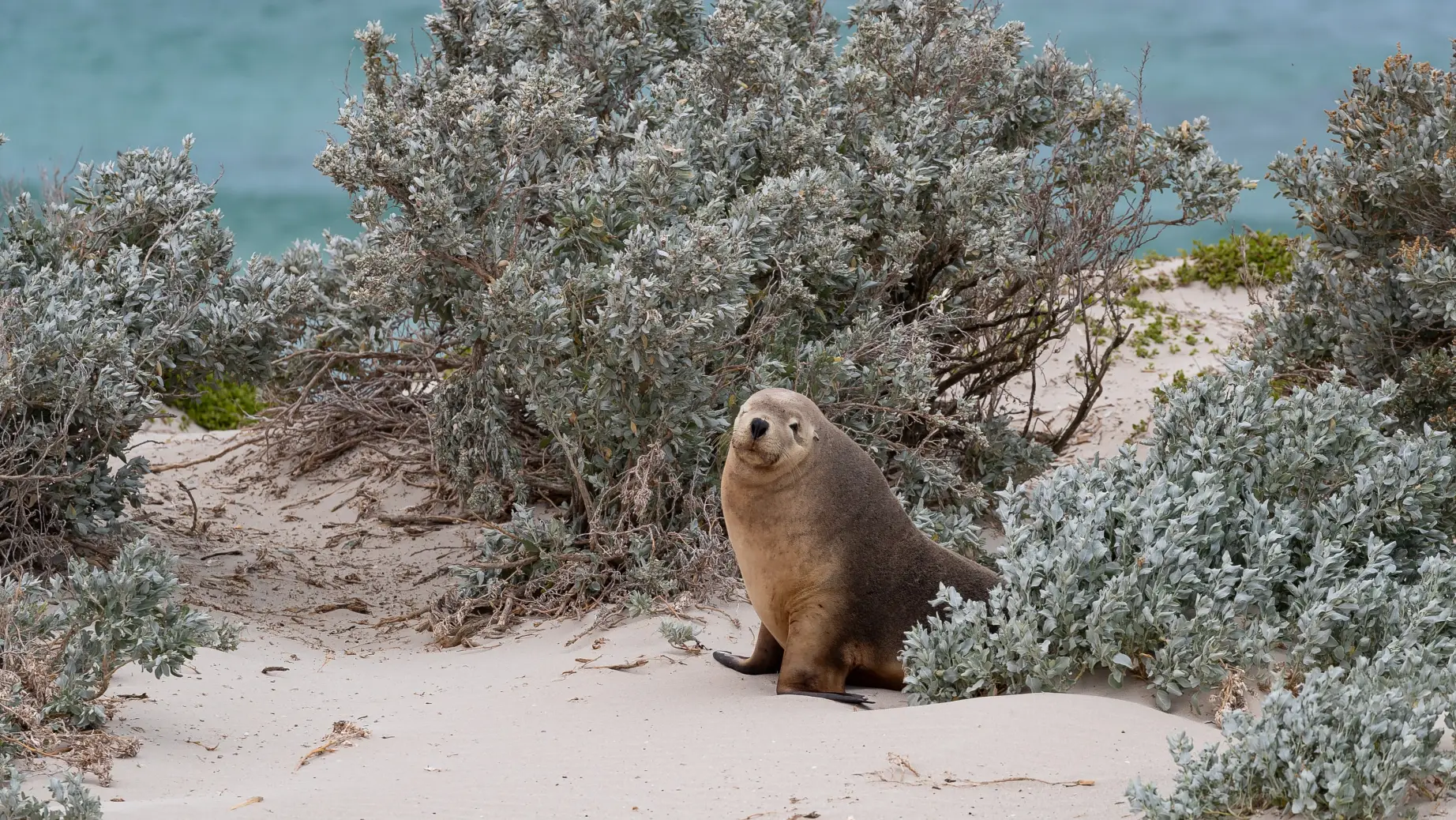Au seal partner length of holiday header