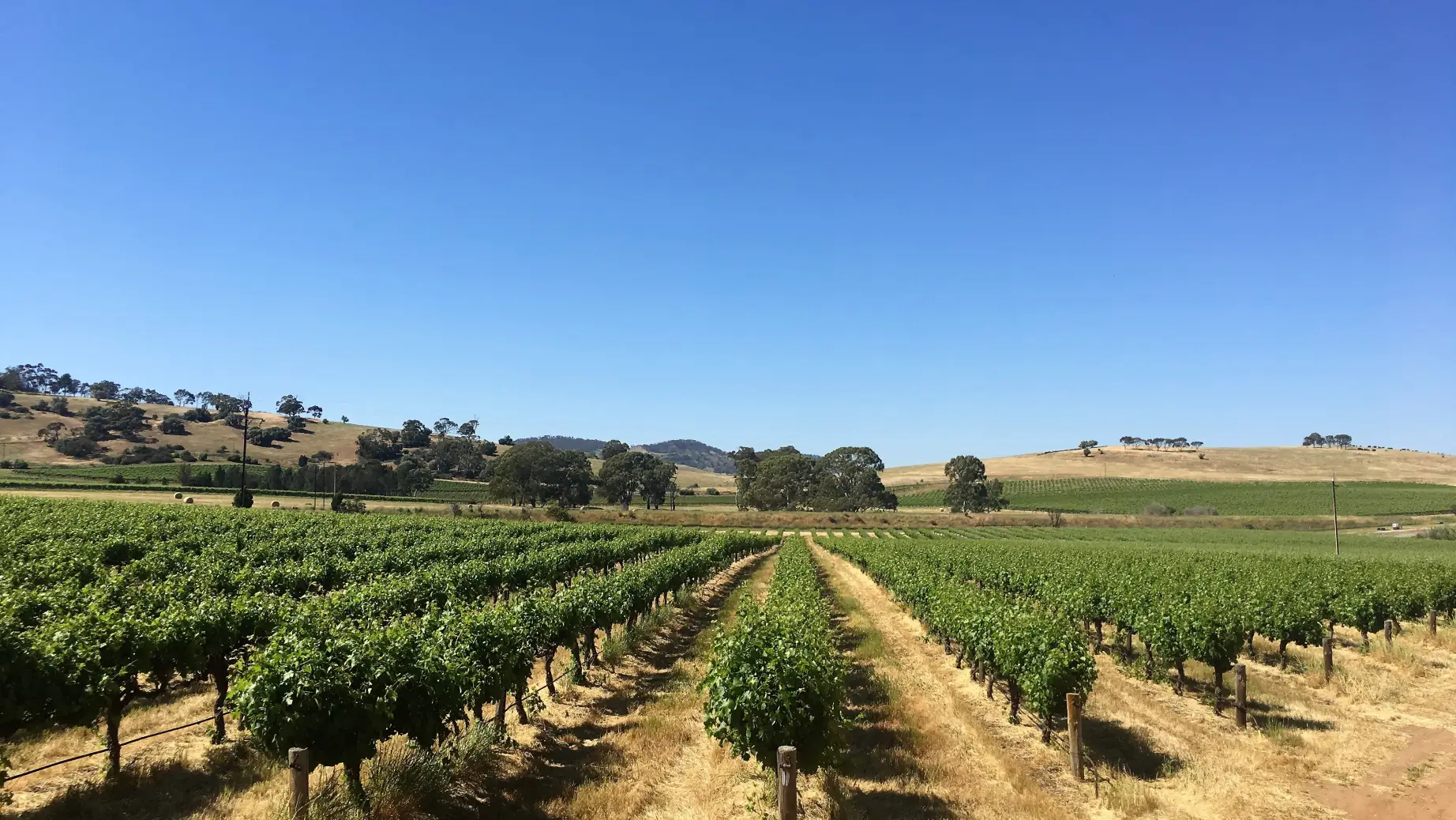 Weinberg im Barossa Valley mit sanften Hügeln im Hintergrund