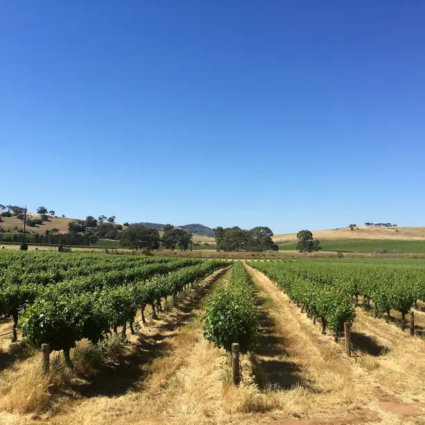Weinberg im Barossa Valley mit sanften Hügeln im Hintergrund
