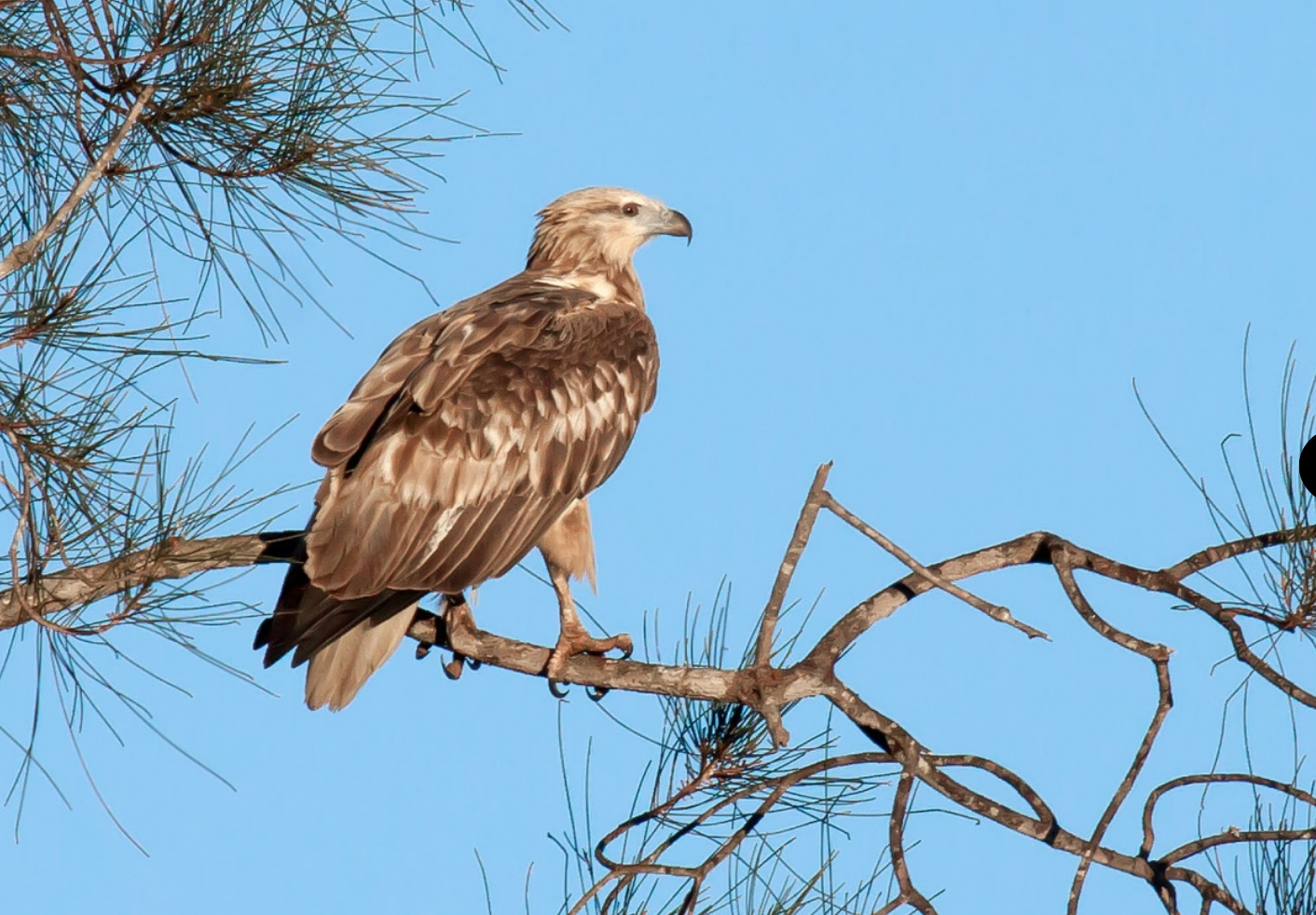 Australien Queensland Noosa Everglades Raubvogel