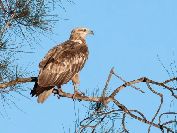 Australien Queensland Noosa Everglades Raubvogel