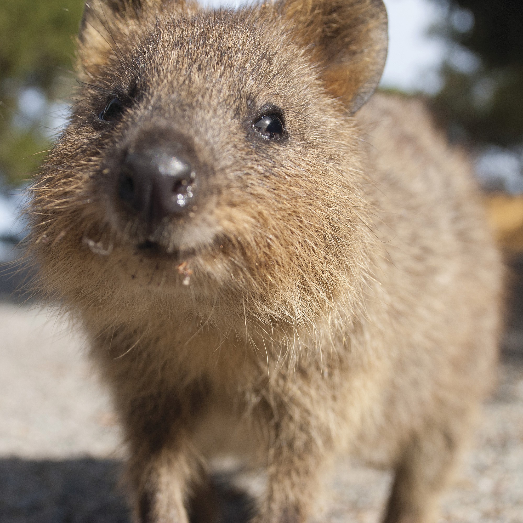 Aus western rottnest island quokka partner see and do easy going