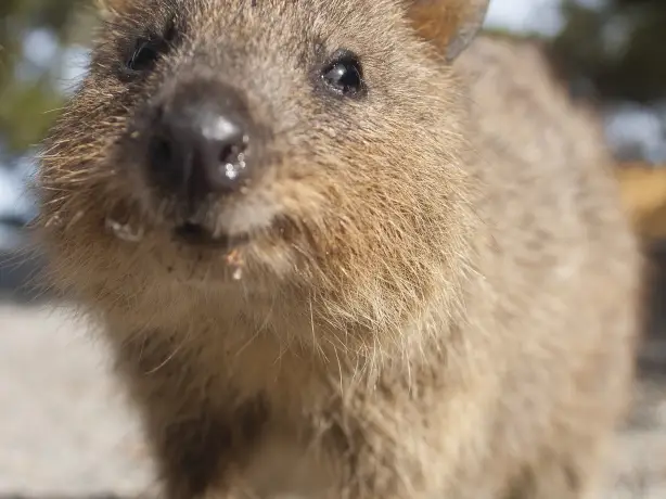 Aus western rottnest island quokka partner see and do easy going