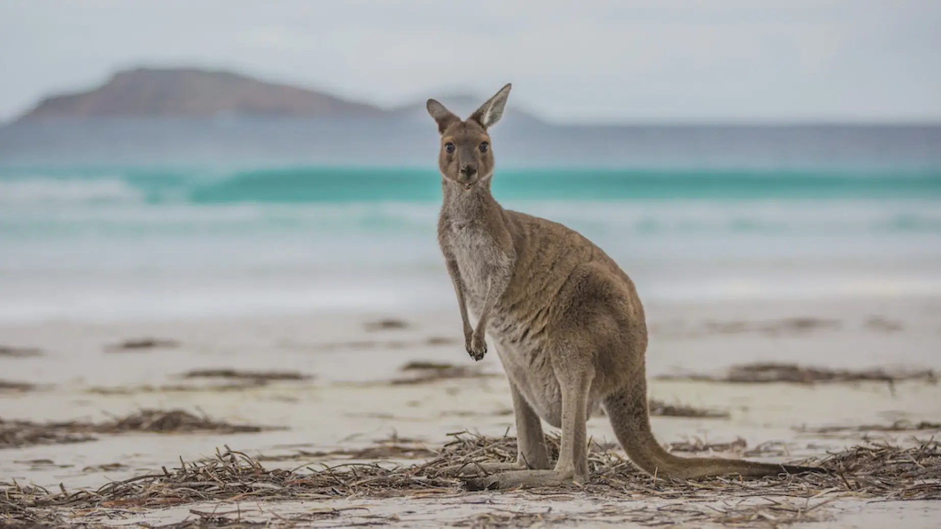 aus kangaroo at lucky bay