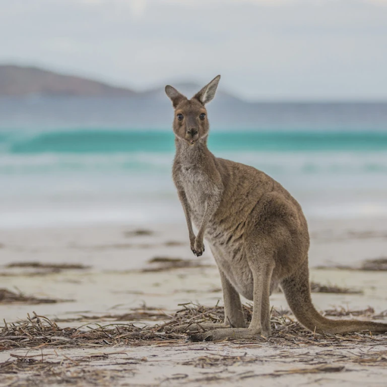 aus kangaroo at lucky bay