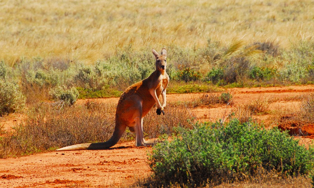 aus gawler ranges kangaroo