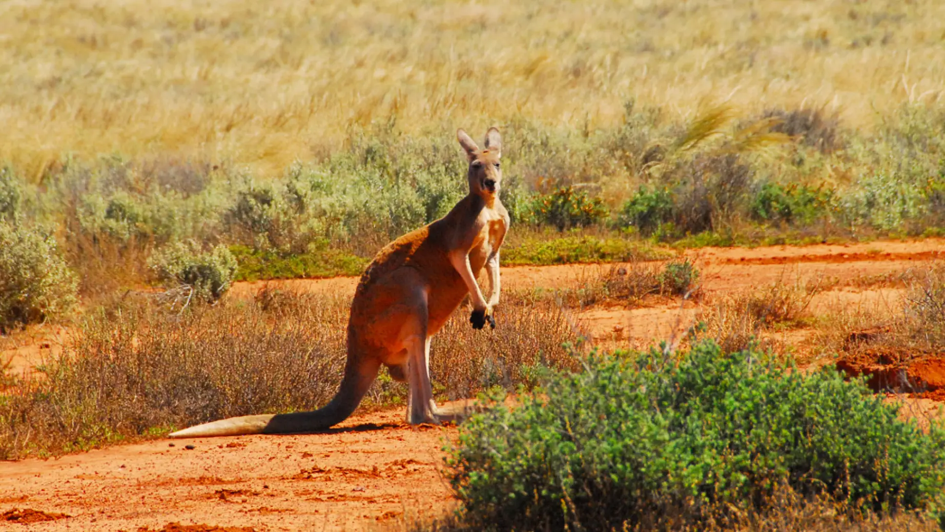aus gawler ranges kangaroo